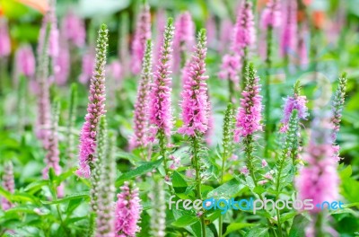 Pink Loosestrife(lythrum Salicaria) Or Crybaby-grass Stock Photo