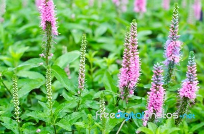 Pink Loosestrife(lythrum Salicaria) Or Crybaby-grass Stock Photo