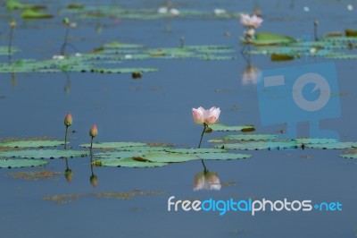 Pink Lotus Stock Photo