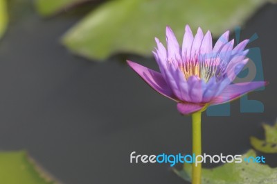 Pink Lotus Blossom In The Swamp Stock Photo