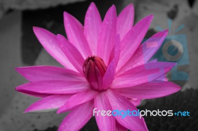 Pink Lotus Blossoms Blooming On Black And White Background Stock Photo