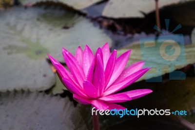 Pink Lotus Blossoms Blooming On Pond Stock Photo