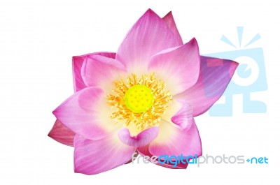 Pink Lotus Flower   Stock Photo