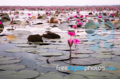 Pink Lotus Flowers In The Lake Panning On Boat Stock Photo