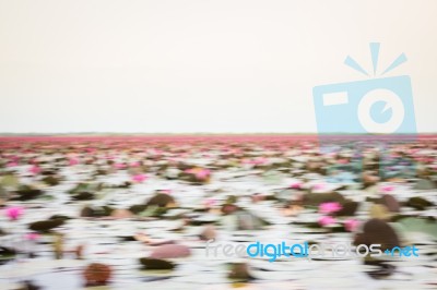 Pink Lotus Flowers In The Lake Panning On Boat Stock Photo