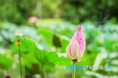 Pink Lotus In Pond Stock Photo