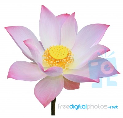 Pink Lotus Isolated On White Background Stock Photo