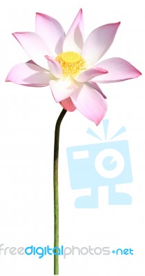 Pink Lotus Isolated On White Background Stock Photo