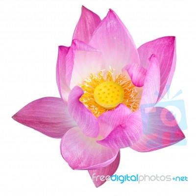 Pink Lotus Isolated On White Background With Clipping Path Stock Photo