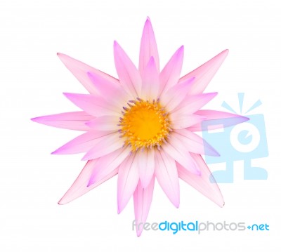 Pink Lotus Or Pink Water Lily Isolated Stock Photo