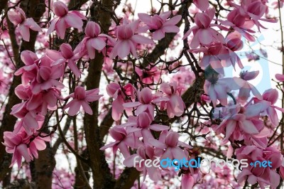 Pink Magnolia Flowering Stock Photo