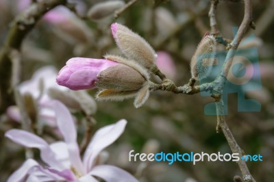 Pink Magnolia Flowering Stock Photo