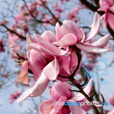 Pink Magnolia Flowering Stock Photo