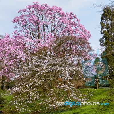 Pink Magnolia Flowering Stock Photo