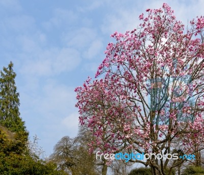 Pink Magnolia Flowering Stock Photo