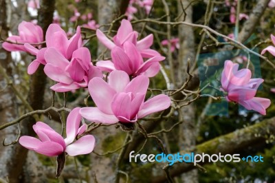 Pink Magnolia Flowering Stock Photo