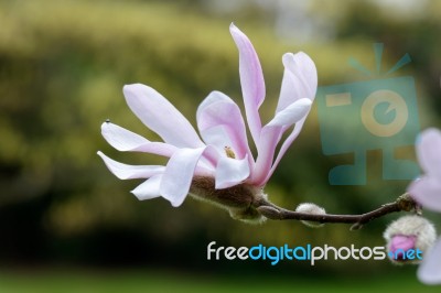 Pink Magnolia Flowering Stock Photo