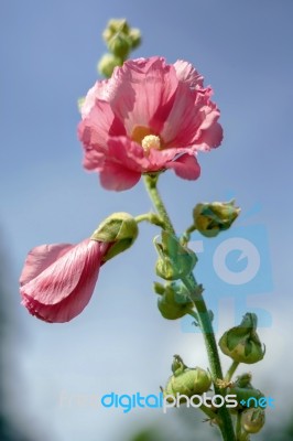 Pink Mallow Flowering In East Grinstead Stock Photo