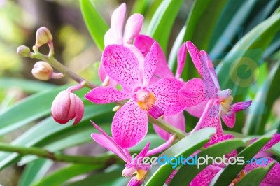 Pink Mokara Hybrids Orchid In Garden Stock Photo