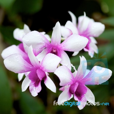 Pink Orchid Stock Photo