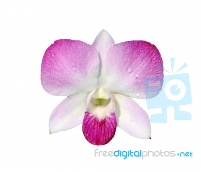 Pink Orchid Stock Photo