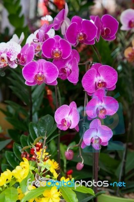 Pink Orchid Stock Photo