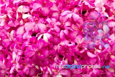 Pink Orchid Stock Photo