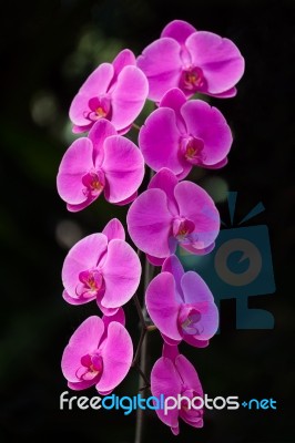 Pink Orchid Stock Photo