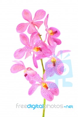 Pink Orchid Stock Photo