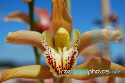 Pink Orchid Flower Stock Photo