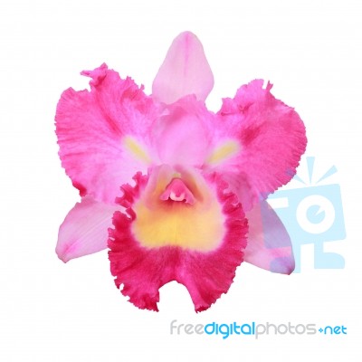 pink Orchid Flower Stock Photo