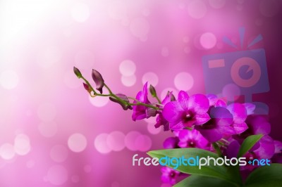 pink Orchid flower Stock Photo