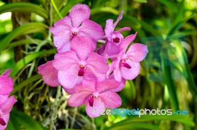 Pink Orchid Flower In The Garden Stock Photo