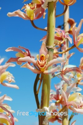 Pink Orchid Flowers Stock Photo