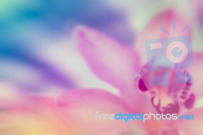 Pink Orchid In Soft Color And Blur Style For Background Stock Photo