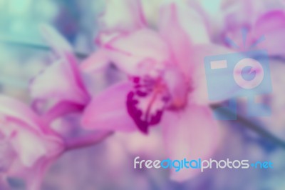 Pink Orchid In Soft Color And Blur Style For Background Stock Photo