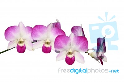 Pink Orchid Isolated Stock Photo