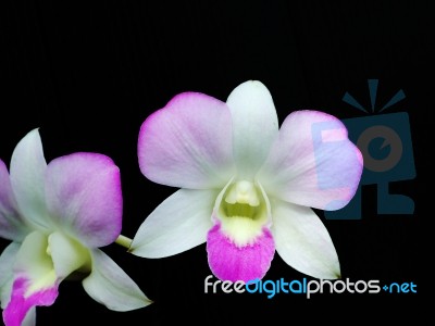 Pink Orchid On Black Background Stock Photo