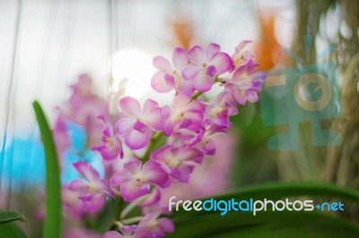 Pink Orchid With Beauty Stock Photo