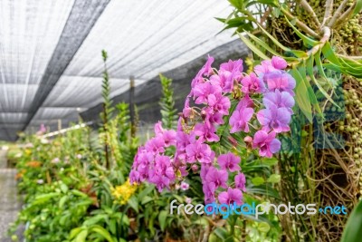 Pink Orchids In The Farm Stock Photo