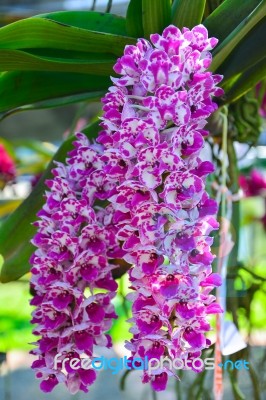 Pink Orchids (rhynchostylis) Stock Photo