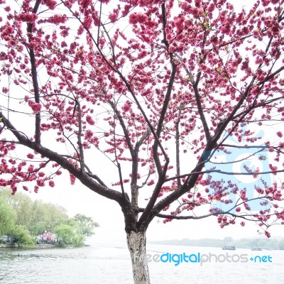 Pink Peach Blossom Flower Tree Along The Lake Stock Photo