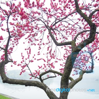 Pink Peach Blossom Flower Tree Along The Lake Stock Photo