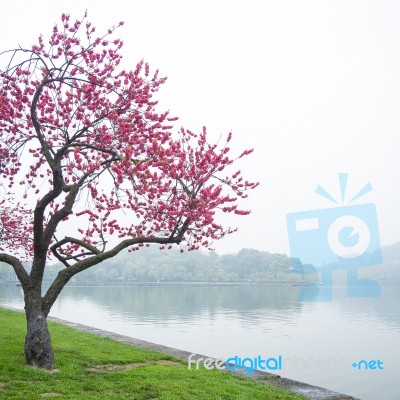 Pink Peach Blossom Flower Tree Along The Lake Stock Photo