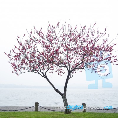 Pink Peach Blossom Flower Tree Along The Lake Stock Photo