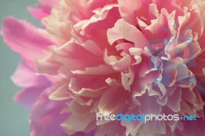 Pink Peony Macro Stock Photo