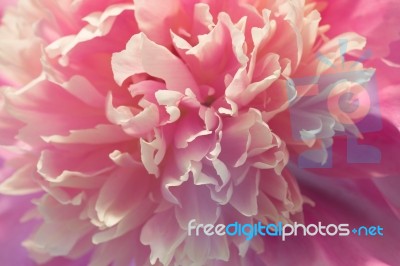 Pink Peony Macro Stock Photo