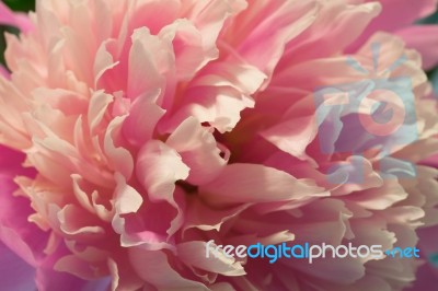 Pink Peony Macro Stock Photo