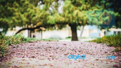 Pink Petals Path Stock Photo