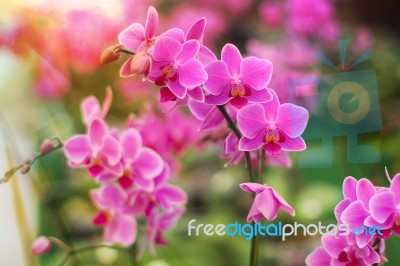 Pink Phalaenopsis Orchid Flowers Stock Photo